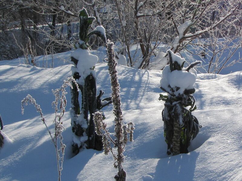 Datei:SG Palmkohl Winter.jpg