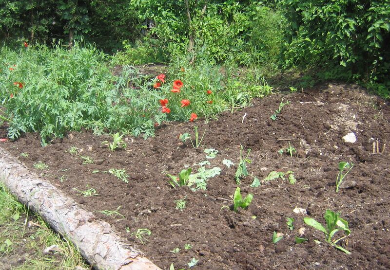 Datei:Neues Gartenbbet Nähe S-Teich.jpg