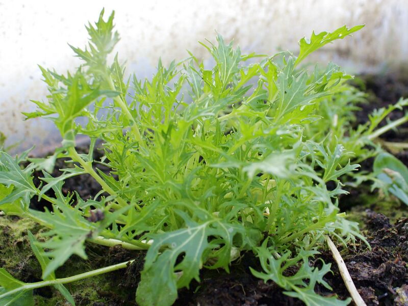 Datei:SG FT Mizuma4.jpg