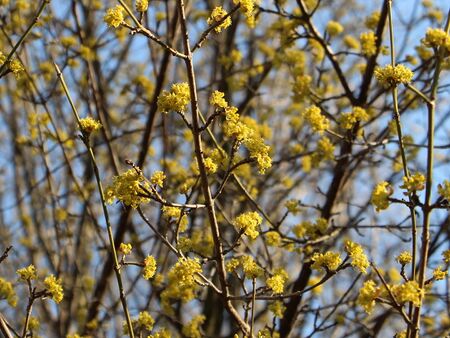 beginnende Dirndlblüte