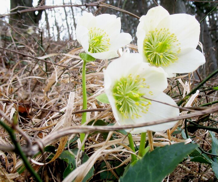 Datei:Scheerosen 01.jpg