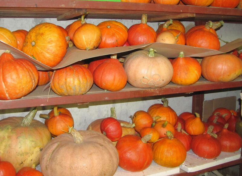 Datei:Sh Teil Kürbislager2.jpg