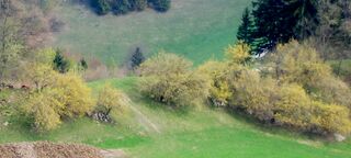 Blüte am Gaisbüphel - Thalhammer