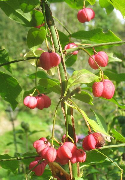 Datei:Pfarrerkapperl (Euonymus europaeus).jpg