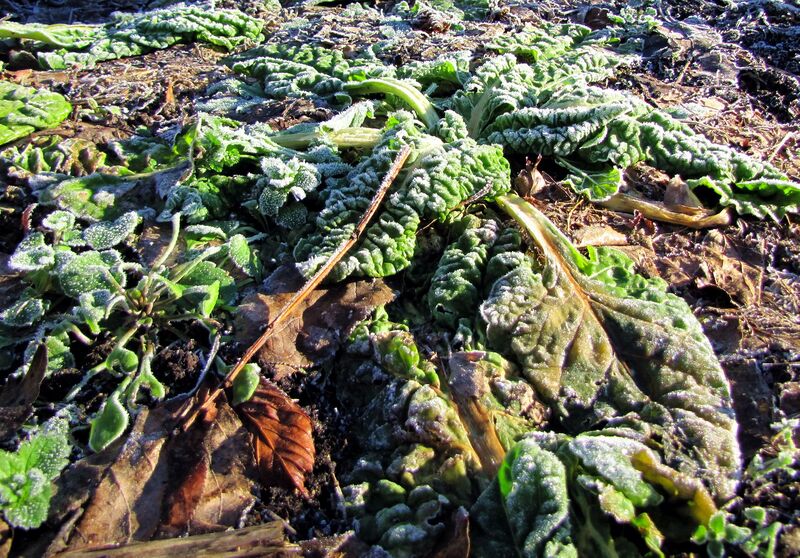 Datei:SG Mangold Winter..jpg