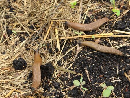 Mulch als Schnecken-"Futter"