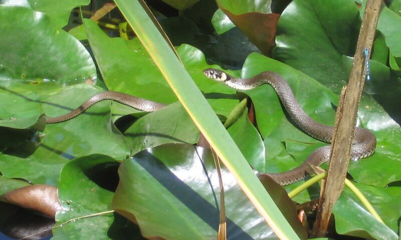 Datei:SG - Natter auf Seerosen.jpg