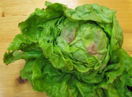 Maikönig-Häupel - frisch nach Ernte