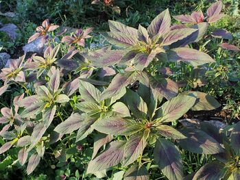 Amaranth vor der Blüte