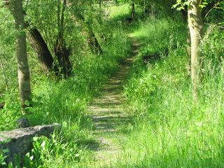 naturnaher Weg entlang des Teichs zum Teichhaus