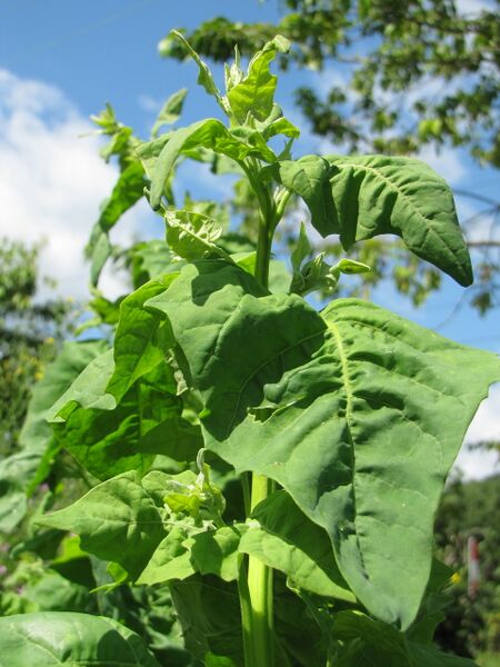 Datei:Echter Spinat.jpg