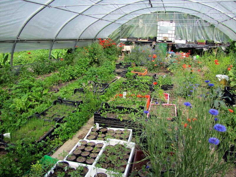 Datei:SG Folientunnel Ende Mai4.jpg