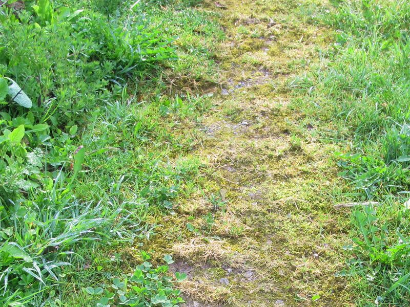 Datei:SG Grüner Gartenweg.jpg