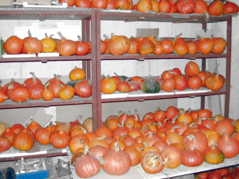 Datei:SG Kürbislager 2012 2.jpg