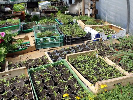 Jungpflanzen im Folientunne 20 April 2014