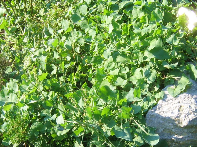 Datei:SG-Schildampfer auf Mauer.jpg