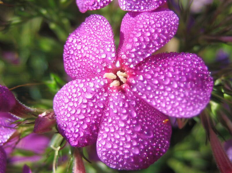 Datei:SG Blüte Morgentau6.jpg