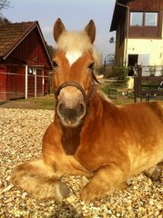 Ari - Johannas Pferd