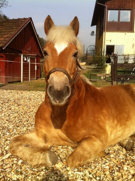 Datei:Ari schläft.jpg