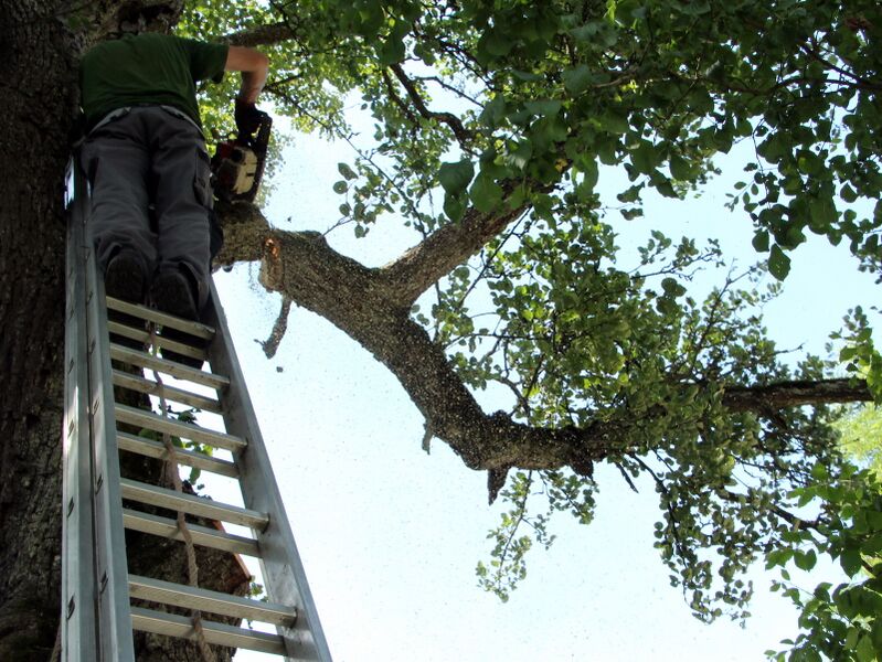Datei:SH Mostbirnbaum Ast fällt.JPG