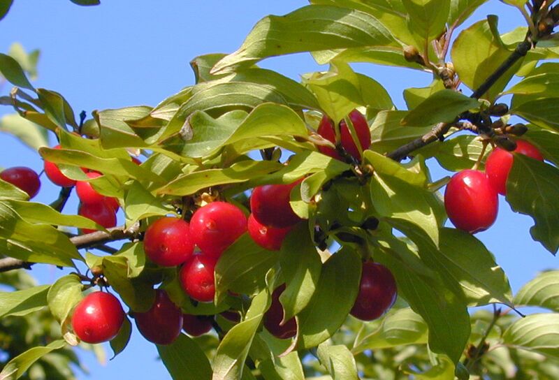 Datei:Das Dirndlbild.jpg