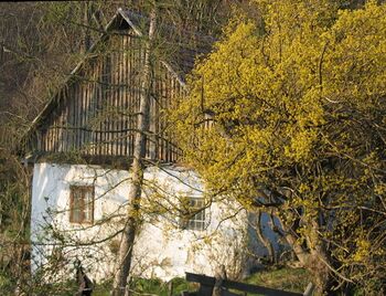 Blühende Dirndl - Banzhäusel am 1000 Dirndlberg