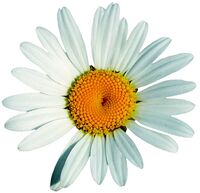 freigestellte Margerite