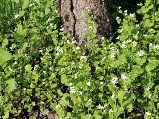 Knoblauchsrauke im Halbschatten