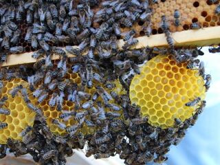 Bienenwabe