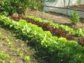 Salat im Produktionsgarten