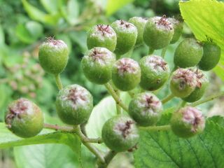 grüne Aronia