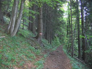 Waldweg vom Loicheck am Eisenstein