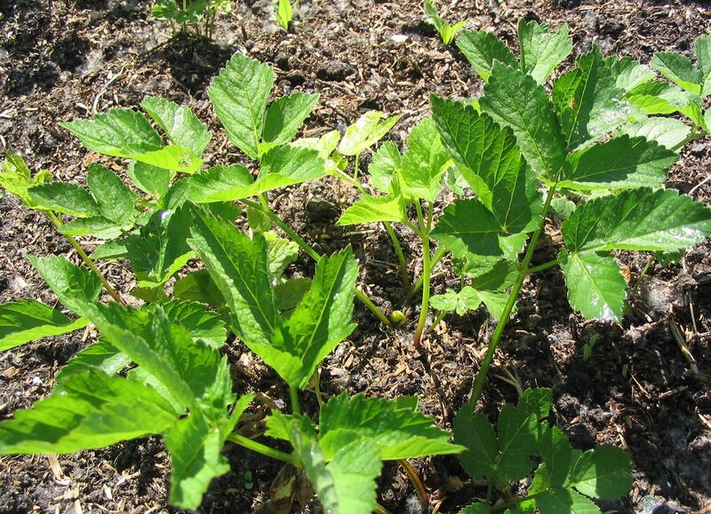 Datei:Giersch Blätter.jpg