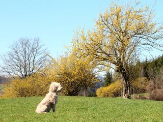 Dirndlblüte mit Paula im März