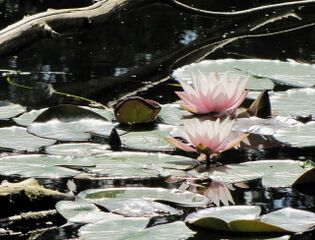 Seerosen auf dem Steinschaler Teich