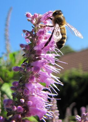 Biene auf Chinesischen Gewürzstrauch