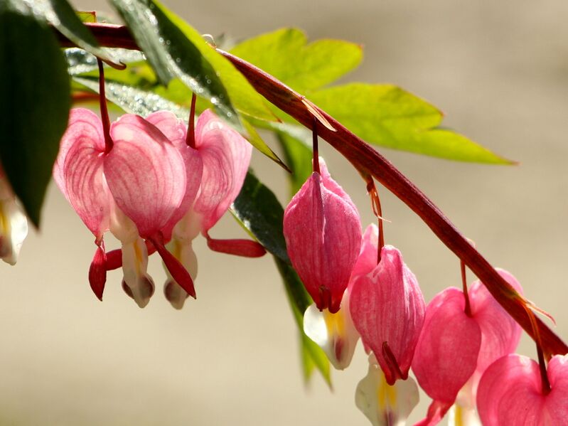 Datei:SG Herzerlblüten.JPG