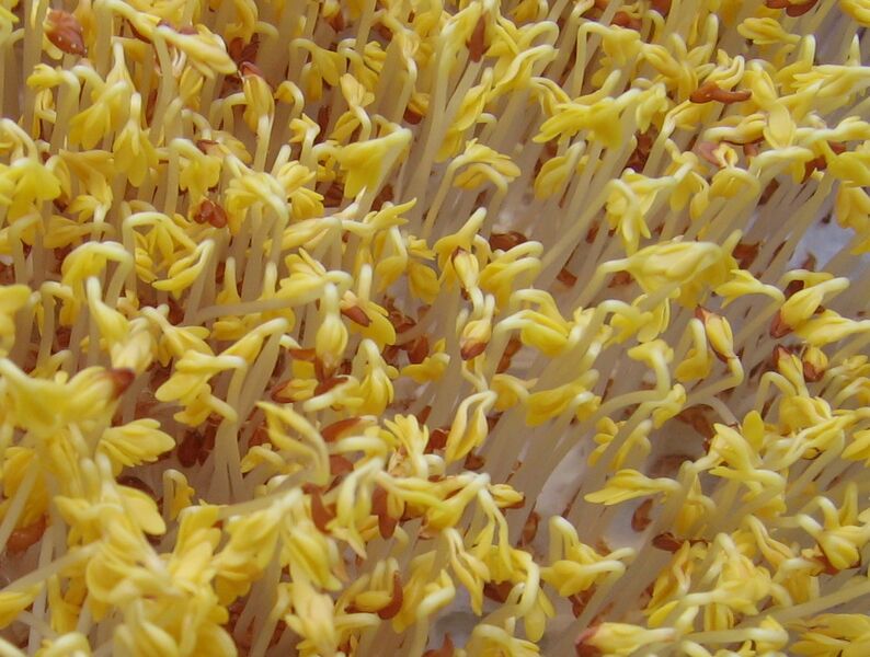 Datei:Im Keller vergesse Kresse.jpg