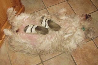 Johannas Liebling: Lilo