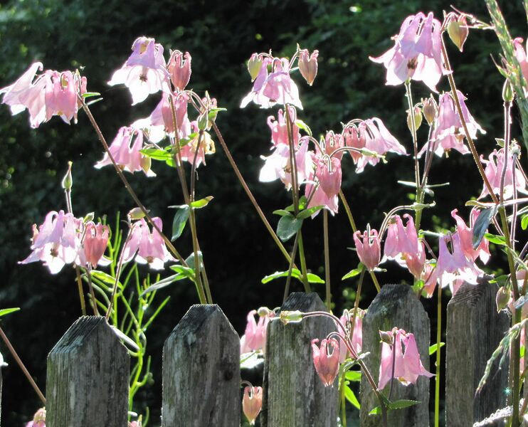 Datei:SG Blumen Zaun.jpg