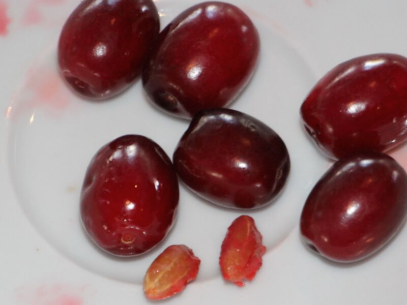 Datei:Dirndlfrüchte mit Kernen.JPG