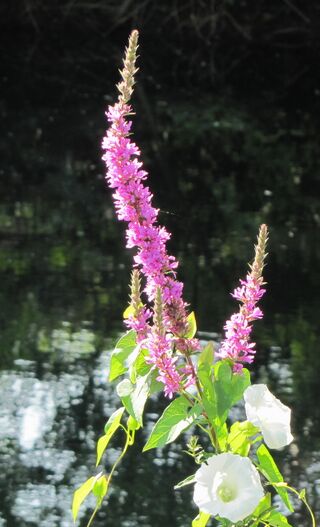 Blutweiderich beim Steinschaler Teich