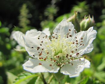 Rosenblüte weiß