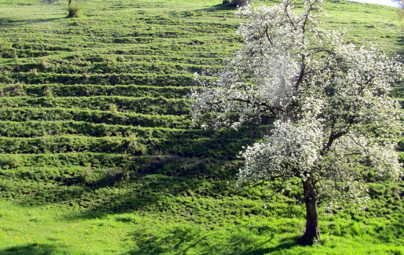 Datei:HR-Viehsteig Birnblüte.jpg
