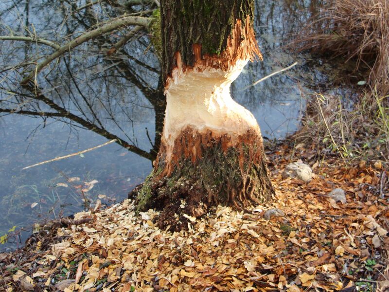 Datei:SG Frische Bieberarbeit.jpg
