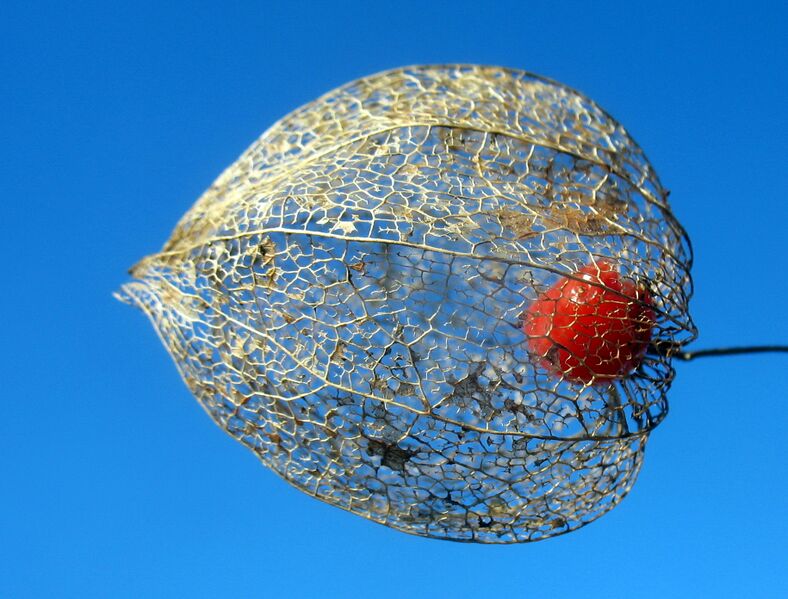 Datei:SG Samen Physalissamen.jpg