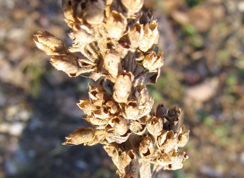 Datei:Samenstand Löwenmaulchen.jpg