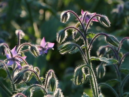 Basis der veganen Küche: die Ernte der Biogärten