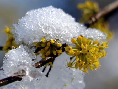 Dirndlblüte - voller Schnee - bestens ans Klima angepasst