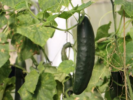 Hängegurke im Folientunnel